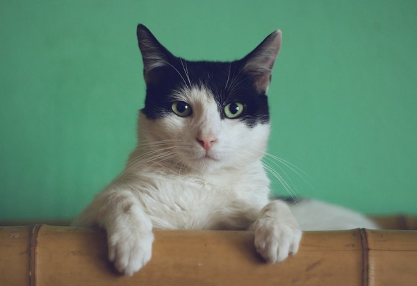 La bourre dans le pelage de chat : comment s'en débarrasser ?